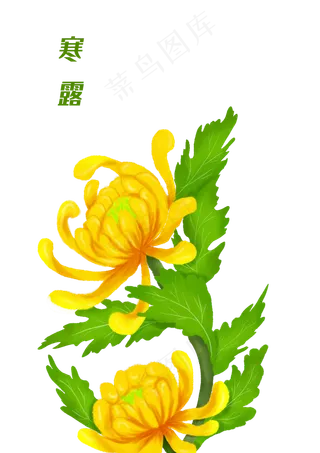 寒露秋天菊花手绘