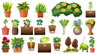 在白色背景下隔离的花盆中的一组不同植物