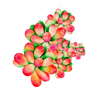 秋季的多肉植物手绘