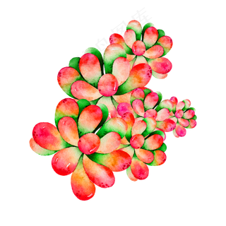 秋季的多肉植物手绘