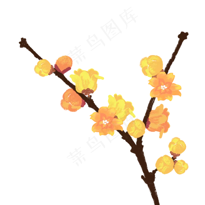 卡通黄色腊梅(2000X2000(DPI:300))psd模版下载