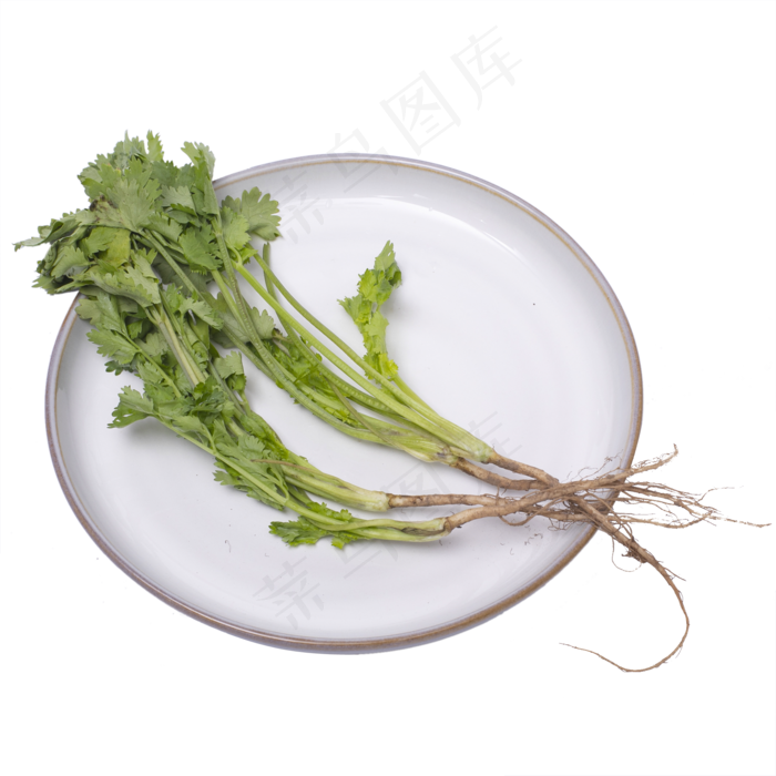 香菜蔬菜实拍