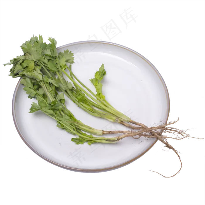 香菜蔬菜实拍(2000*2000px 300 dpi )