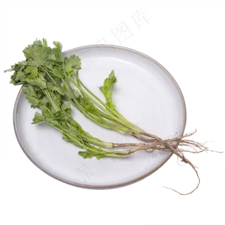 香菜蔬菜实拍 香菜蔬菜实拍