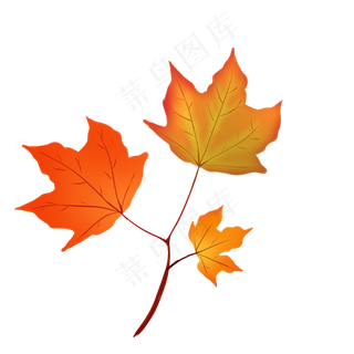 立秋枫叶树枝