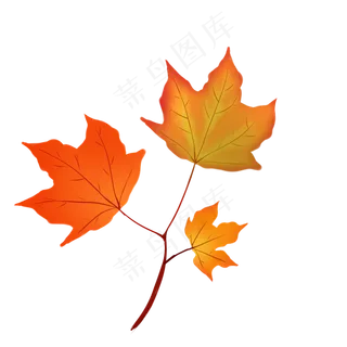 立秋枫叶树枝