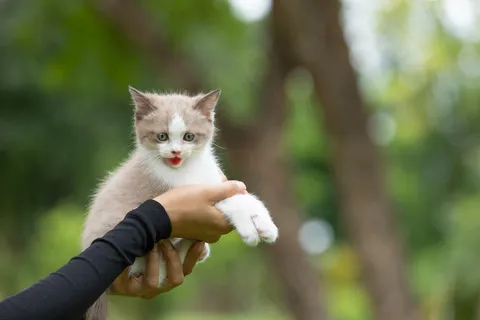 公园里一只可爱的小猫坐在人的手上。