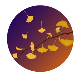 秋天落叶银杏树叶可商用元素