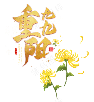 黄菊菊花