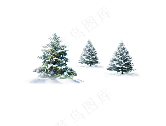 雪中的松树
