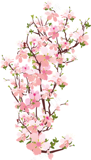 樱花开花植物免扣png