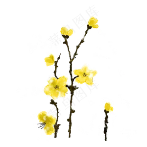 冬天腊梅黄色免抠