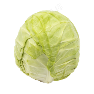 绿色健康卷心菜