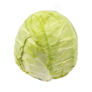 绿色健康卷心菜