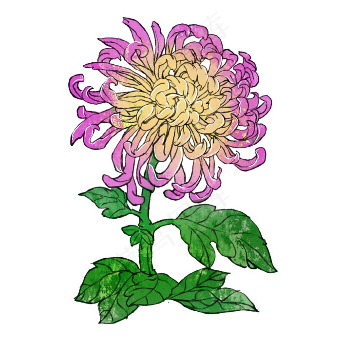 菊花重阳节花卉(2000X2000(DPI:300))psd模版下载