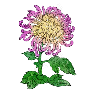 菊花重阳节花卉