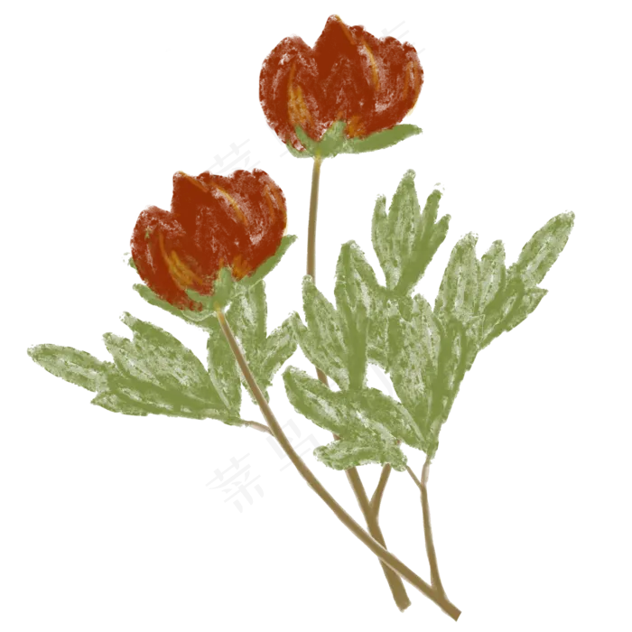 秋天芍药植物写实(1878X1878(DPI:300))psd模版下载