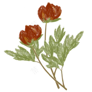 秋天芍药植物写实