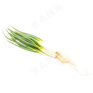 绿色蔬菜小葱