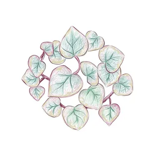 Ceropegia woodii variegata 肉质植物手绘草图