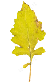 立秋黄色树叶