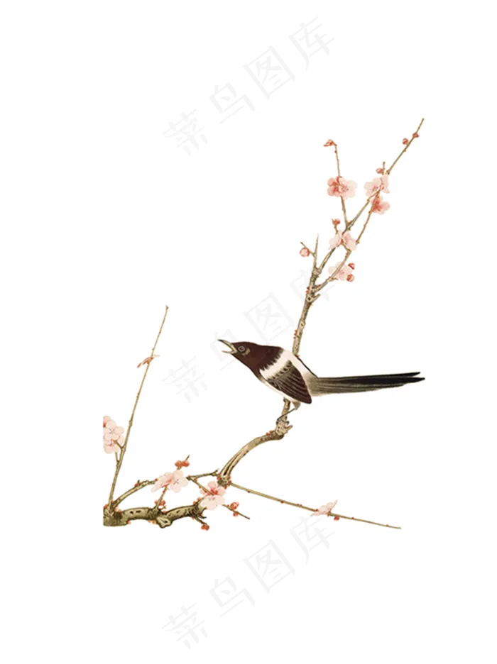 国画花鸟中国风高清免扣素材30