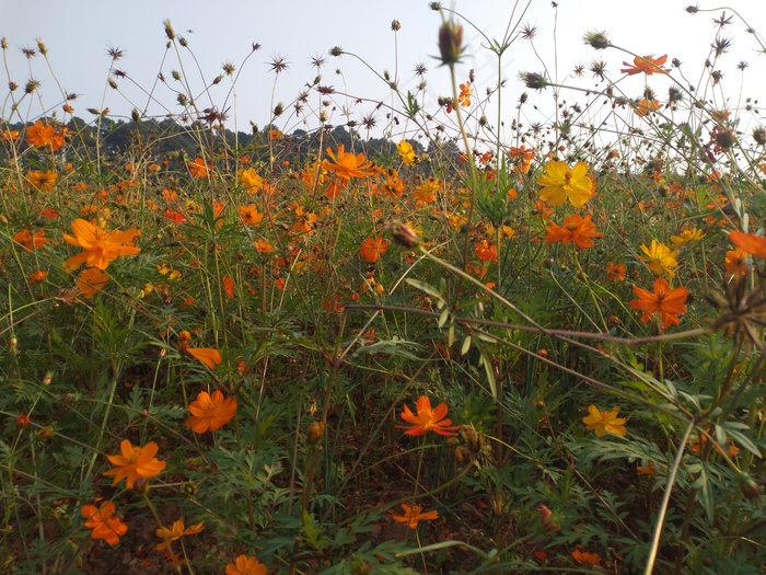 花海花朵手机摄影图片