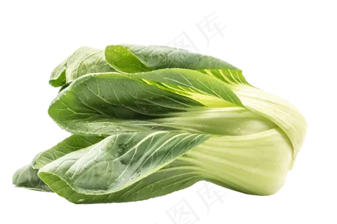 新鲜青菜油菜 新鲜青菜油菜