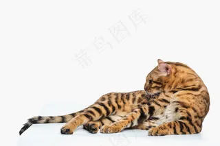 白色背景上的金色孟加拉猫