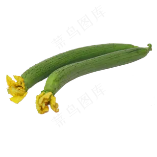 两个丝瓜 两个丝瓜