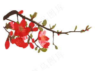 腊梅工笔画png下载