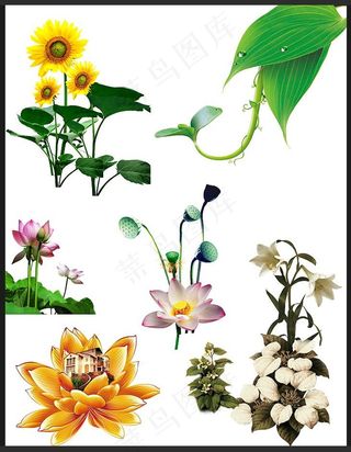 花 花朵 荷花 菊花 兰花