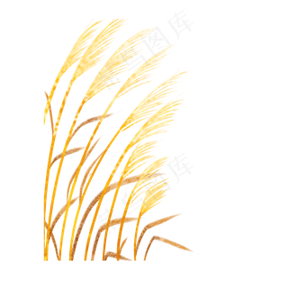 手绘寒露时节芦苇设计可商用元素