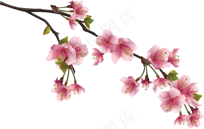 樱花开花植物免扣png
