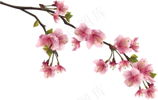 樱花开花植物免扣png