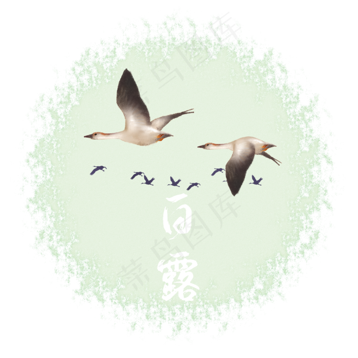 白露鸿雁二十四节气白露(2000X2000(DPI:300))psd模版下载