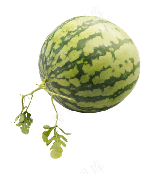 整个新鲜西瓜