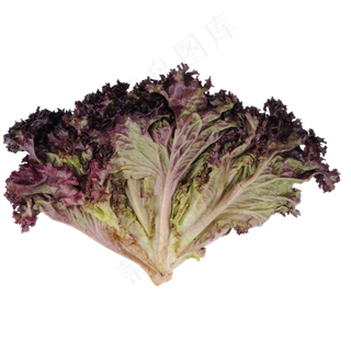 紫色创意蔬菜食物元素