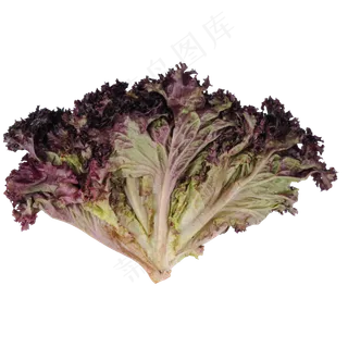 紫色创意蔬菜食物元素 紫色创意蔬菜食物元素