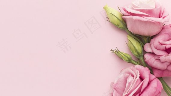 顶视图粉红色玫瑰，带复印空间