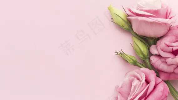 顶视图粉红色玫瑰,带复印空间 顶视图粉红色玫瑰,带复印空间