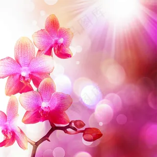 电视墙背景画效果图片