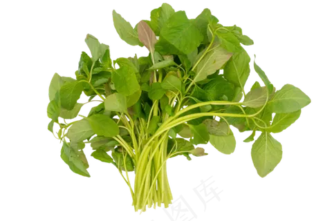绿色小米菜 绿色小米菜