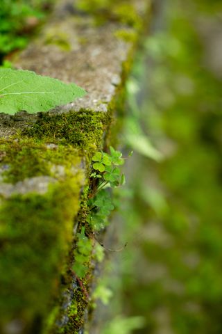 春分唯美高清生态背景4