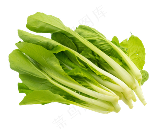 蔬菜青菜