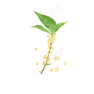 二十四传统节气立秋桂花