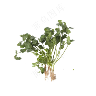 新鲜的蔬菜免抠图