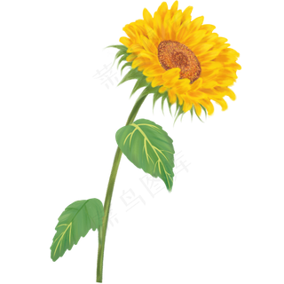 植物向日葵黄色手绘PNG素材