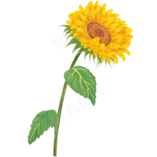 植物向日葵黄色手绘PNG素材