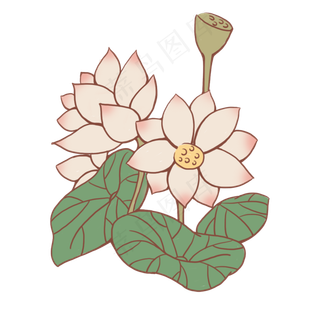 手绘荷花荷叶粉色的花